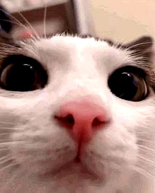 purrrik purrrik archive image