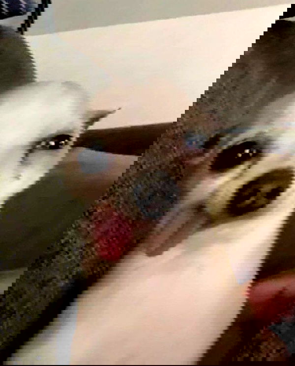 purrrik purrrik archive image