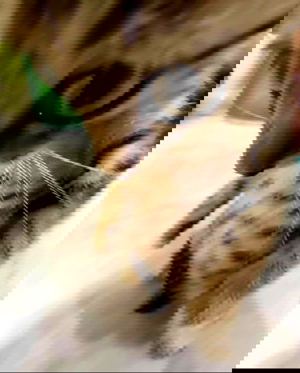 purrrik purrrik archive image