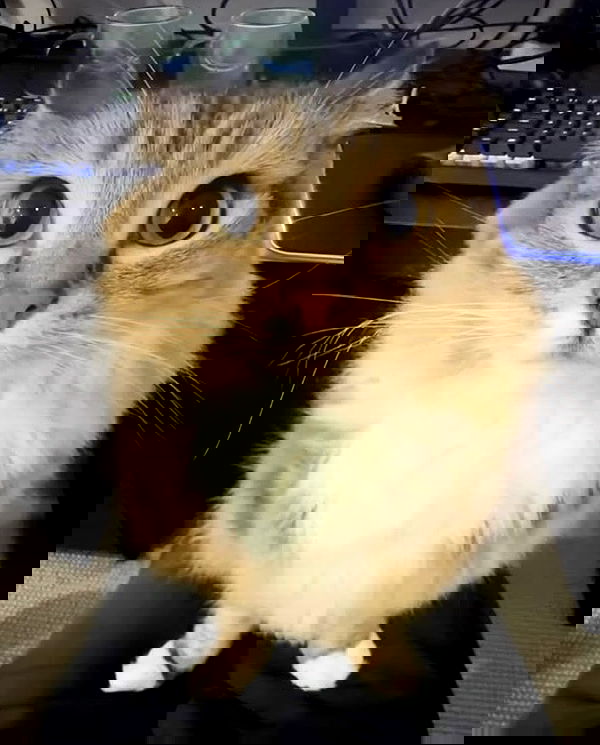 purrrik purrrik archive image