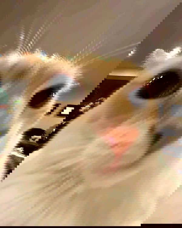 purrrik purrrik archive image