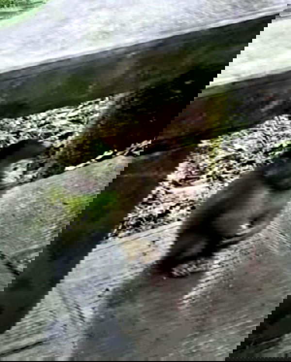 purrrik purrrik archive image