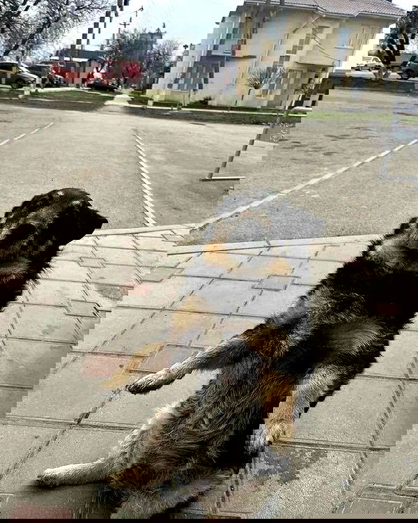 purrrik purrrik archive image