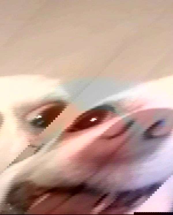 purrrik purrrik archive image