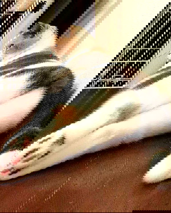 purrrik purrrik archive image