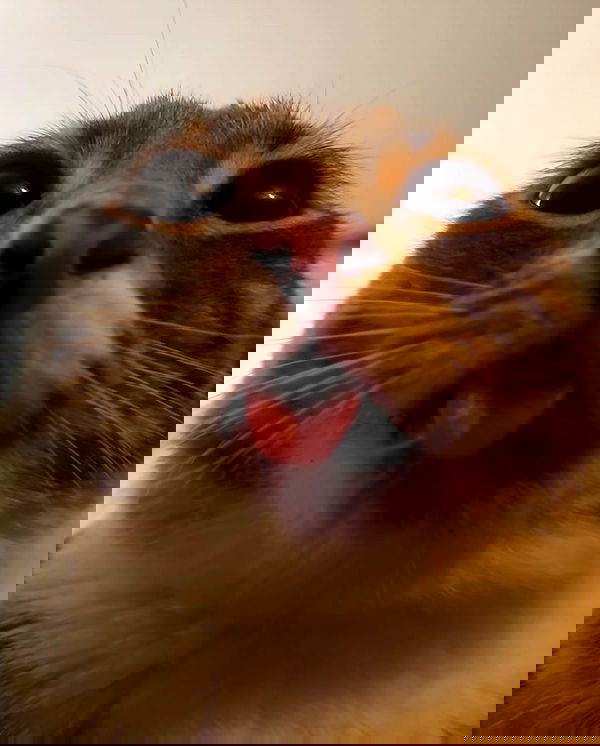 purrrik purrrik archive image