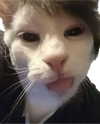 pynek2 Altpins Profile Picture