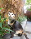 qiyokiuu Altpins Profile Picture