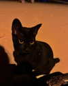 qiyokiuu Altpins Profile Picture