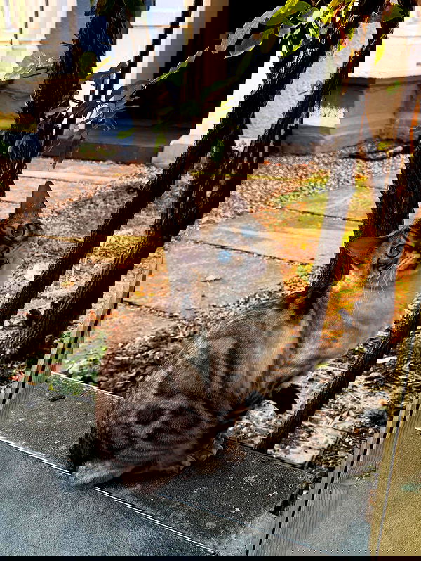 qiyokiuu qiyokiuu archive image