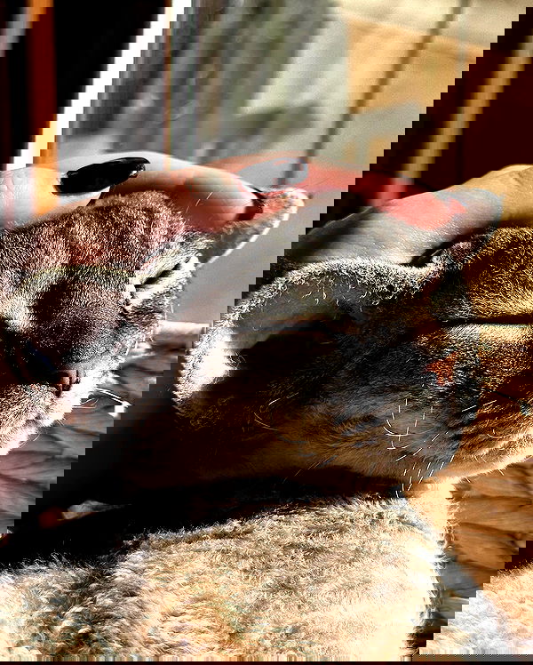 quarterjade quarterjade archive image