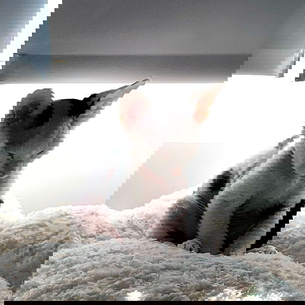 quarterjade quarterjade archive image