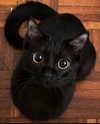 queen.nephie Altpins Profile Picture
