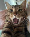 queen.nephie Altpins Profile Picture