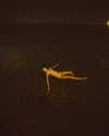 rafael.avcioglu Altpins Profile Picture