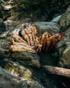 rafael.avcioglu Altpins Profile Picture