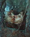 rafael.avcioglu Altpins Profile Picture