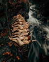 rafael.avcioglu Altpins Profile Picture