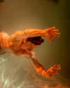 rafael.avcioglu Altpins Profile Picture