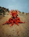 rafael.avcioglu Altpins Profile Picture