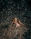 rafael.avcioglu Altpins Profile Picture