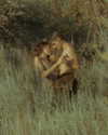 rafael.avcioglu Altpins Profile Picture
