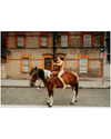 rafael.avcioglu Altpins Profile Picture