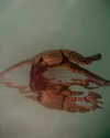 rafael.avcioglu Altpins Profile Picture