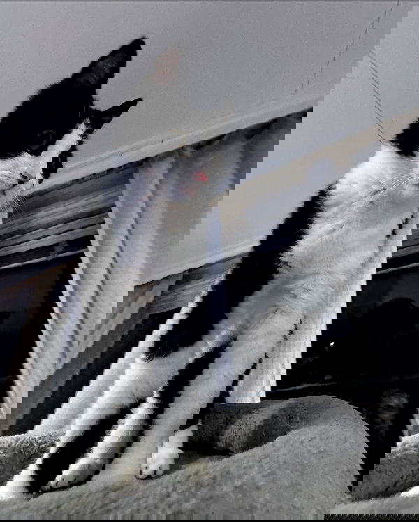 ratskeleton ratskeleton archive image