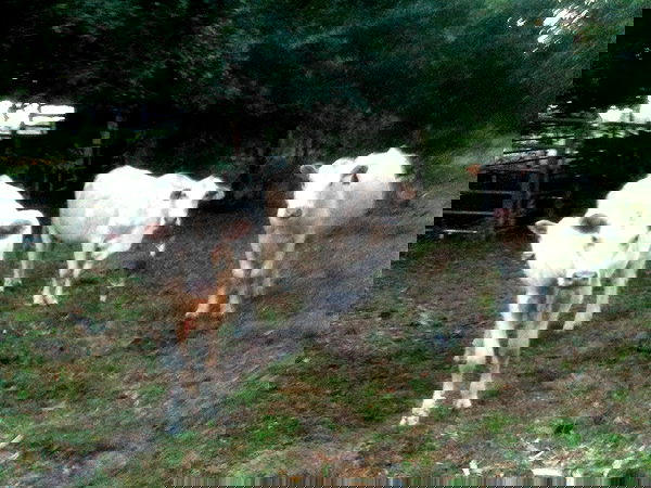 rchhhll image ~ Altpins