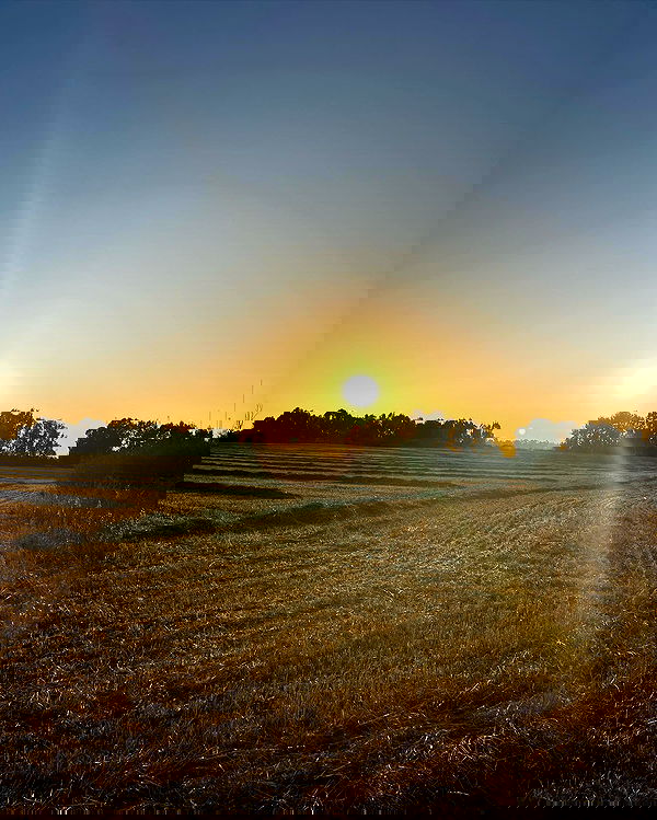 rebecka_tsadok rebecka_tsadok archive image