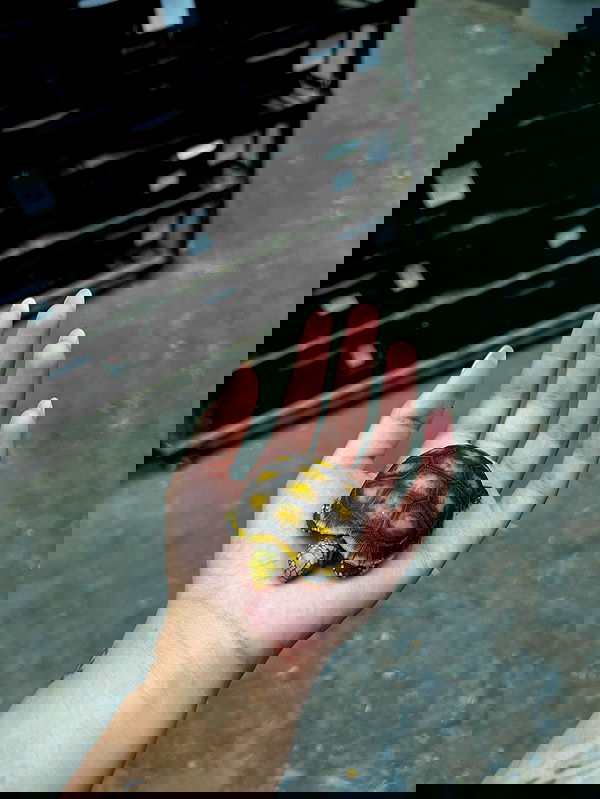 rebecka_tsadok rebecka_tsadok archive image