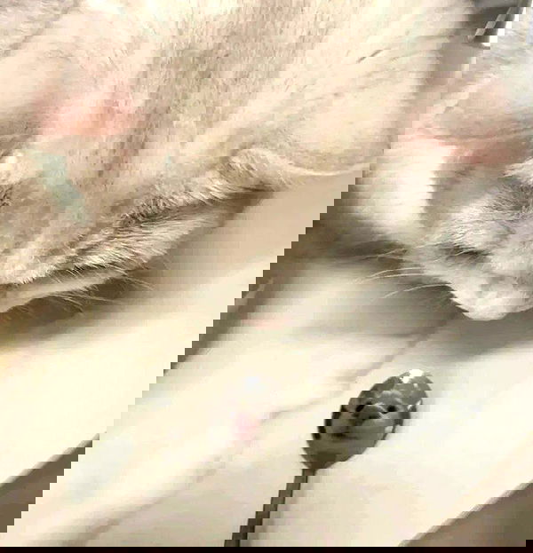 redroomromance redroomromance archive image