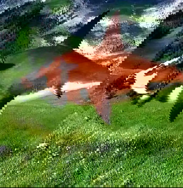 redroomromance redroomromance archive image