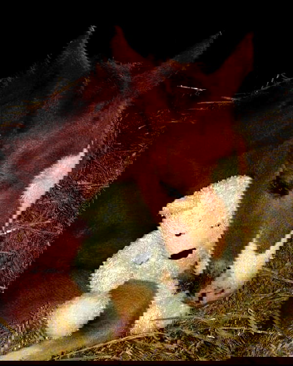 redroomromance redroomromance archive image