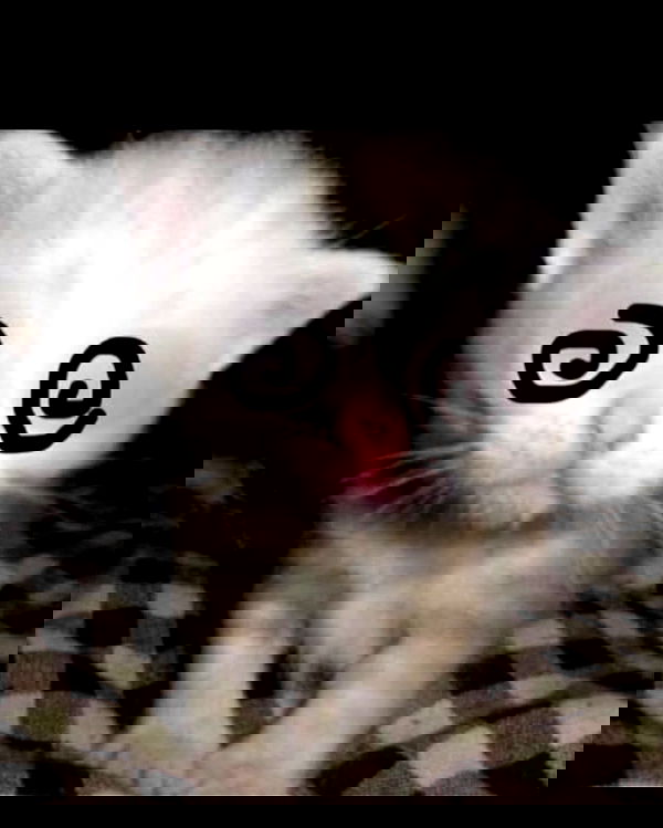 redroomromance redroomromance archive image