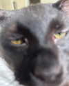 renhollister Altpins Profile Picture