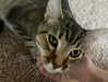 renhollister Altpins Profile Picture