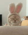 renhollister Altpins Profile Picture