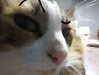 renhollister Altpins Profile Picture