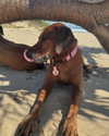 rhiannonmates Altpins Profile Picture
