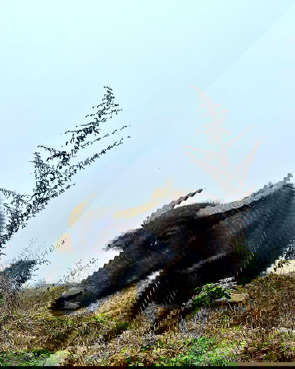 rivkavel rivkavel archive image