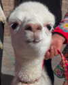 romy.benshushan Altpins Profile Picture