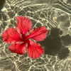 romy.benshushan Altpins Profile Picture