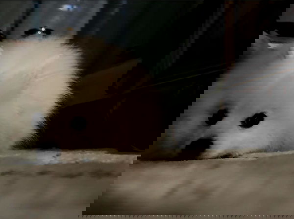 romy_ayalla_lavi romy_ayalla_lavi archive image