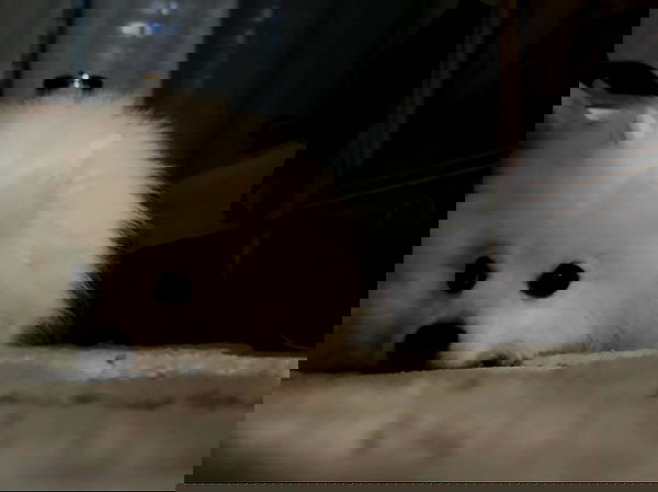 romy_ayalla_lavi romy_ayalla_lavi archive image