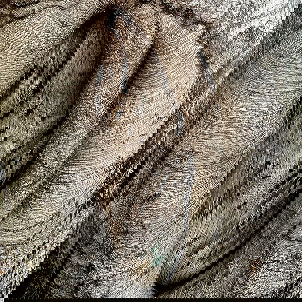 romy_ayalla_lavi romy_ayalla_lavi archive image