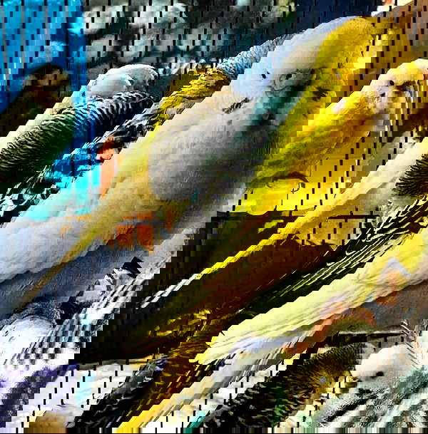 romy_ayalla_lavi romy_ayalla_lavi archive image