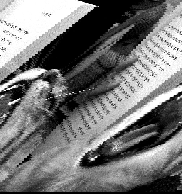 romy_ayalla_lavi romy_ayalla_lavi archive image