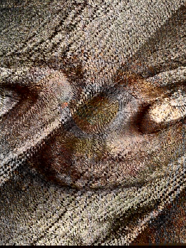 romy_ayalla_lavi romy_ayalla_lavi archive image